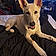 Athena