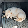 Athena is registered to the contest to win money with this photo: puppy, dog, sleeping, car_interior, floor_mat, sunlight, curled_up, pet, cute, animal, cozy, resting, indoor, young_dog, fur, paw, napping, car, vehicle, domestic_animal