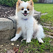 Chloe is registered to the contest to win money with this photo: dog, puppy, smiling, grass, outdoor, stone_border, fluffy, collar, small_dog, cute, pet, nature, garden, happy, sitting, animal, fur, daylight, canine, friendly