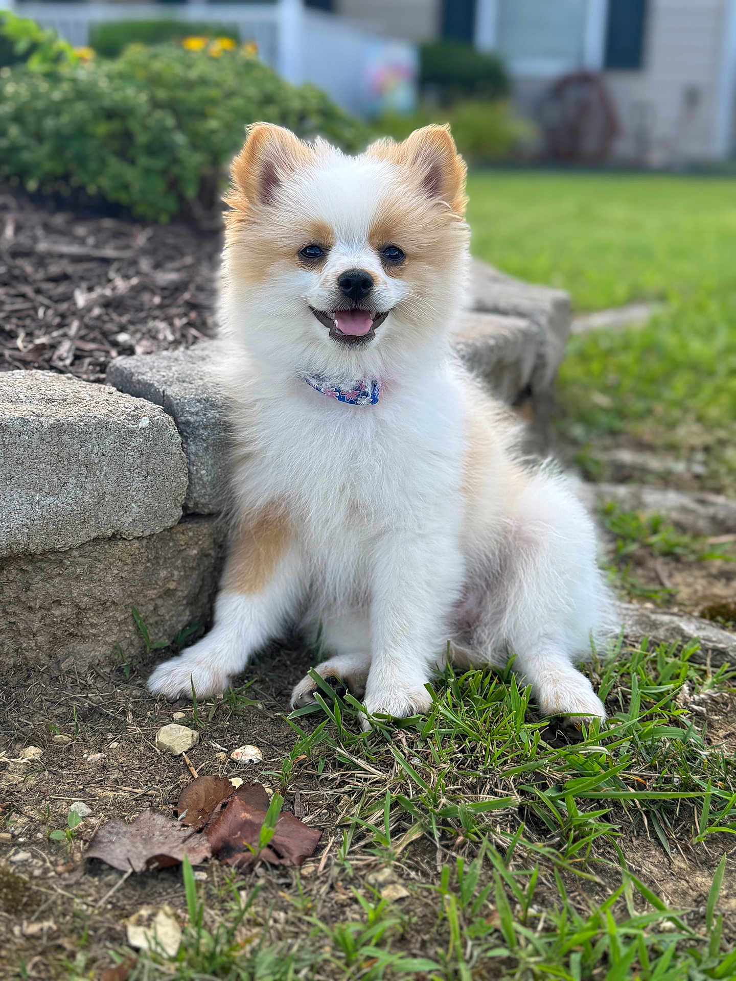 Chloe is registered to the contest to win money with this photo: dog, puppy, smiling, grass, outdoor, stone_border, fluffy, collar, small_dog, cute, pet, nature, garden, happy, sitting, animal, fur, daylight, canine, friendly