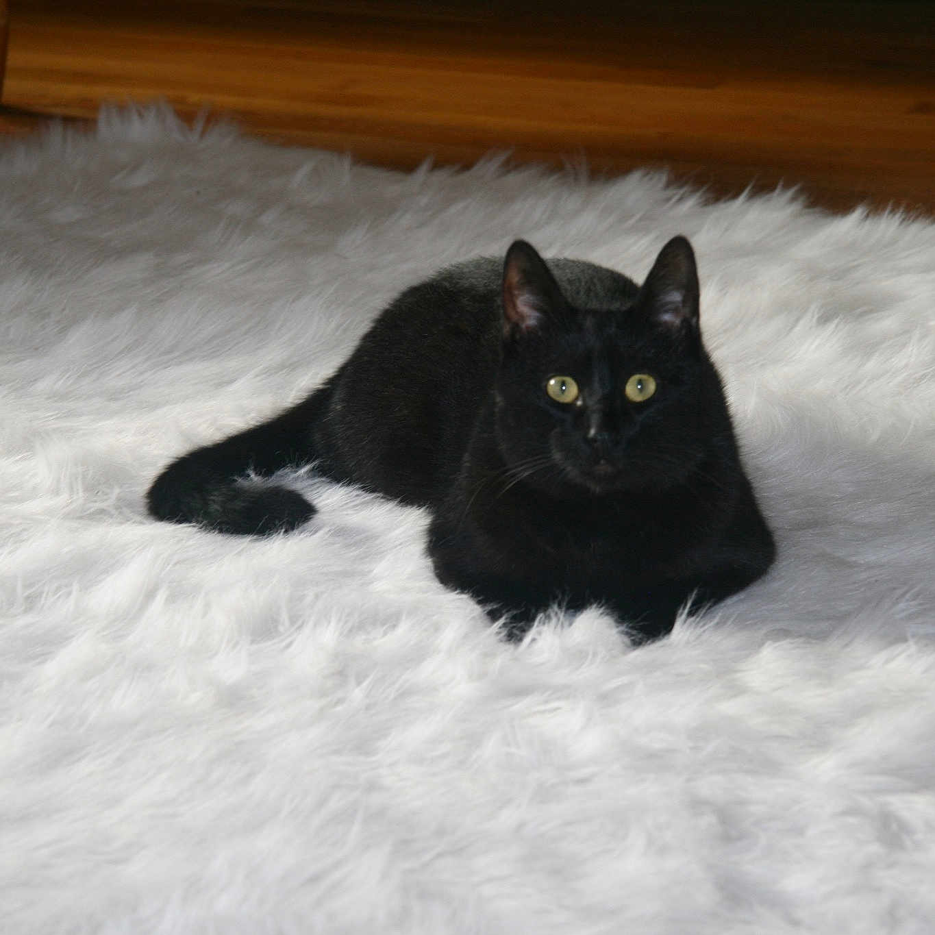 Pyewacket joined the competition — help win amazing prizes! black, black_cat, bombay, carnivore, cat, domestic_long_haired_cat, domestic_short_haired_cat, eye, felidae, fur, kitten, mammal, polydactyl_cat, small_to_medium_sized_cats, snow, tail, turkish_angora, whiskers