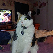 Callie is registered to the contest to win money with this photo: cat, calico_cat, pet, indoor, bed, blanket, television, furniture, collar, tag, animal, domestic_animal, whiskers, fur, eyes, face, sitting, alert, room, decorations