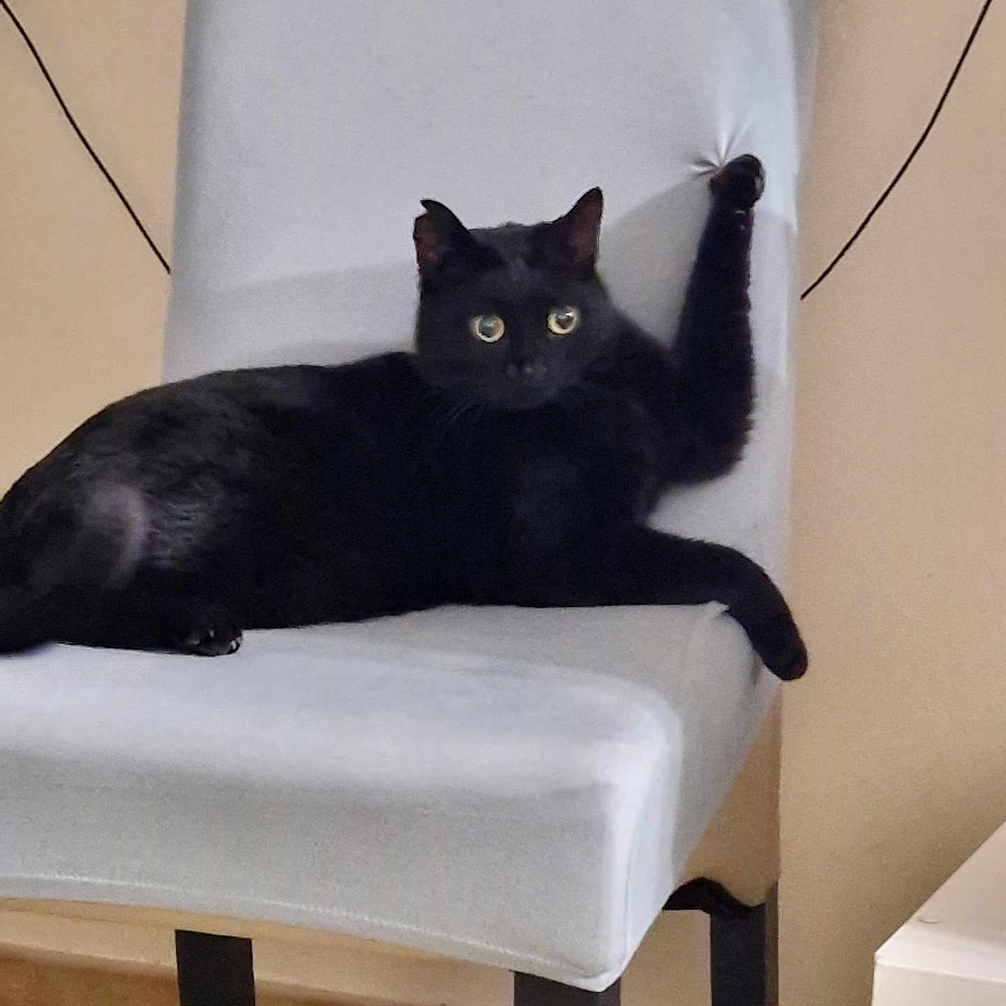 Surimi a rejoint le concours — aidez-le/la à gagner de superbes lots ! animal, black_cat, cat, chair, cute, domestic_animal, feline, floor, furniture, home, indoor, legs, looking, one_paw_up, paw, pet, relaxed, sitting, stretching, wall