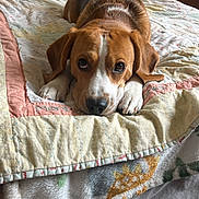 Bailey joined the competition — help win amazing prizes! animal, beagle, bed, bedroom, blanket, bulldog, canine, cushion, dog, furniture, homedecor, hound, indoors, interiordesign, linen, pet, pointer, puppy, quilt, room