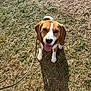 Bailey joined the competition — help win amazing prizes! accessories, animal, ball, beagle, canine, dog, grass, hound, lawn, leash, nature, outdoors, pet, plant, puppy, sport, strap, tennis, tennisball, yard