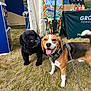Bailey joined the competition — help win amazing prizes! accessories, adult, animal, architecture, beagle, building, canine, clothing, dog, grass, hat, hound, male, man, outdoors, person, pet, plant, puppy, shelter
