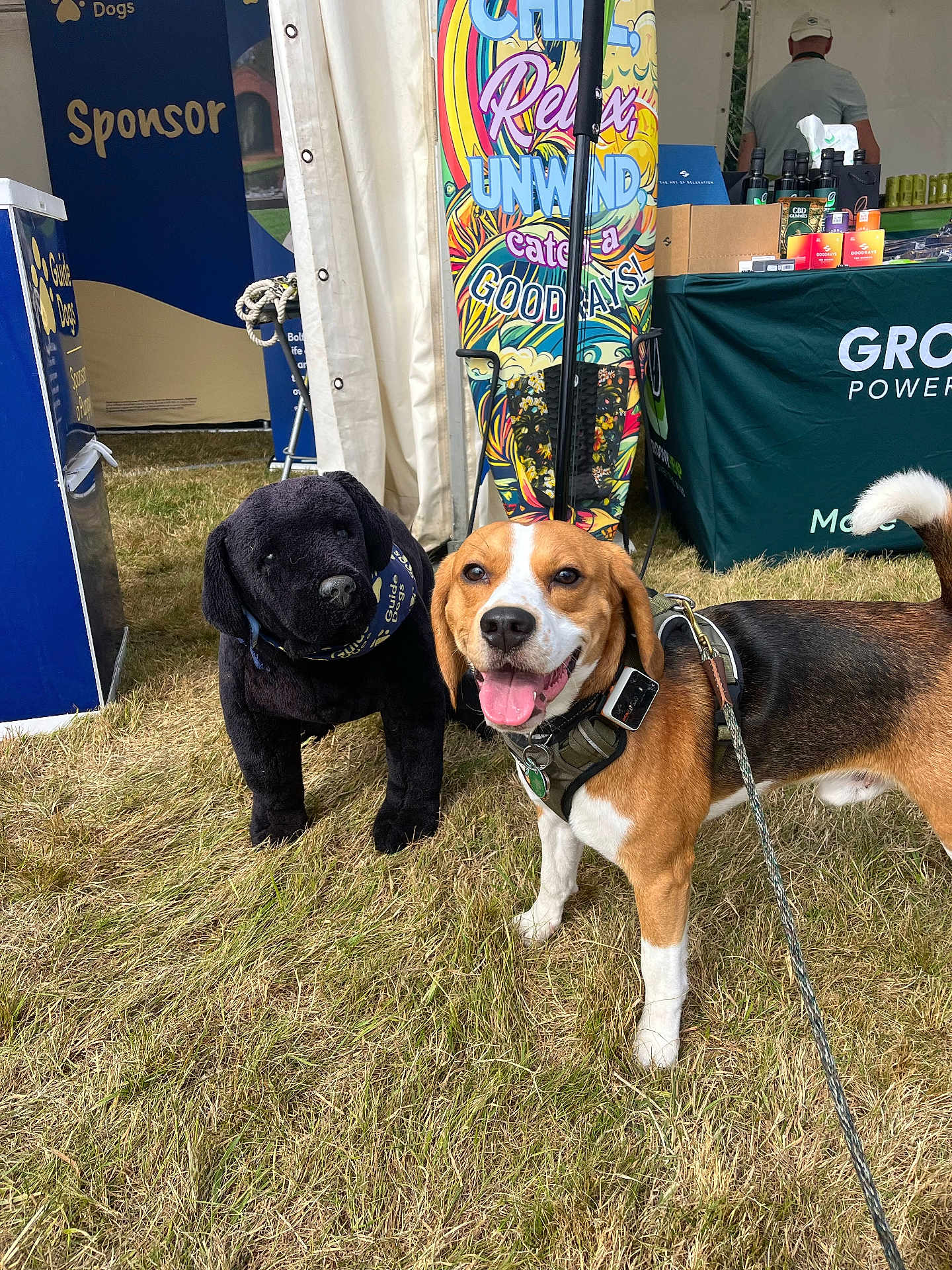 Bailey joined the competition — help win amazing prizes! accessories, adult, animal, architecture, beagle, building, canine, clothing, dog, grass, hat, hound, male, man, outdoors, person, pet, plant, puppy, shelter