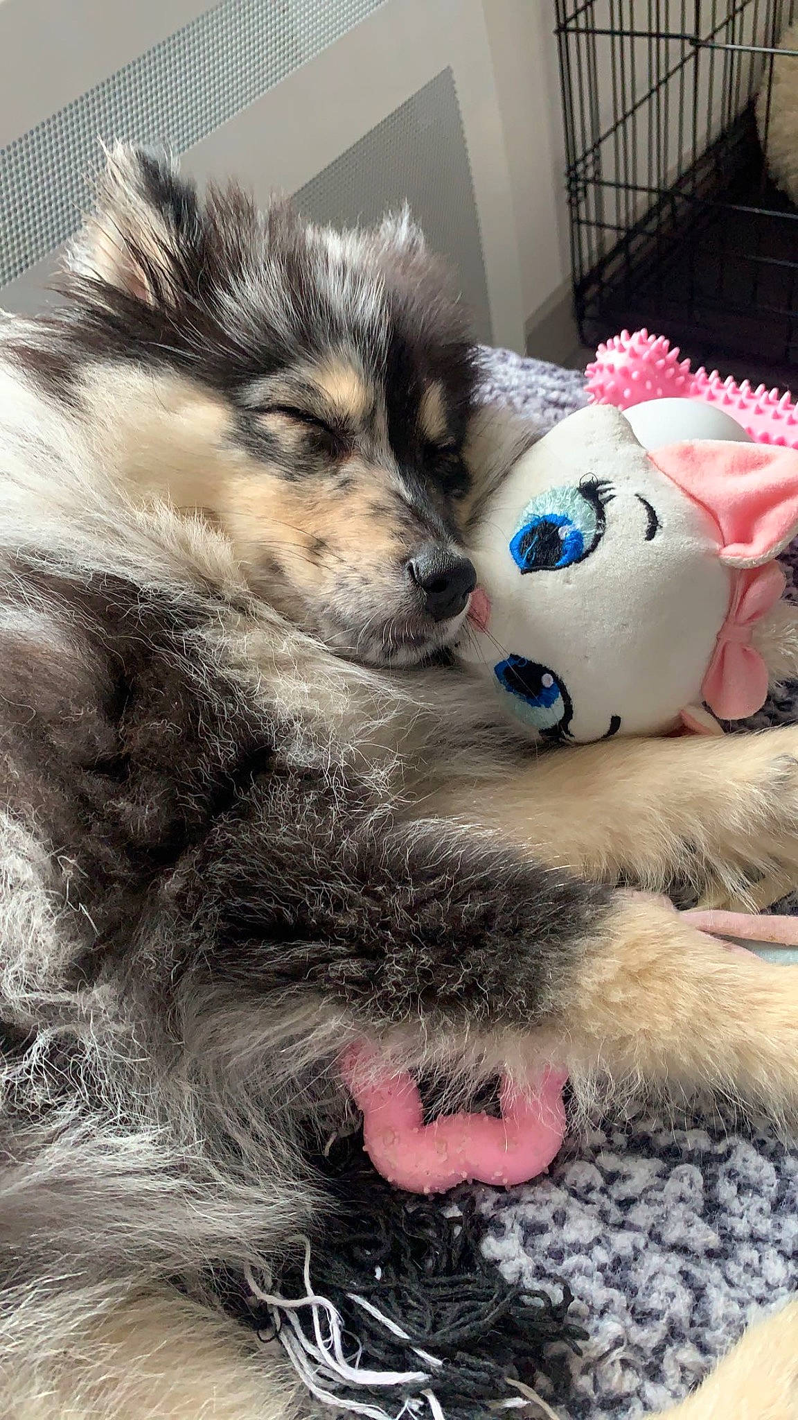 Talia a rejoint le concours — aidez-le/la à gagner de superbes lots ! canidae, canis, carnivore, companion_dog, dog, dog_breed, dog_supply, fawn, foot, fur, paw, snout, spitz, sporting_group, stuffed_toy, tail, terrestrial_animal, toy, whiskers, working_animal