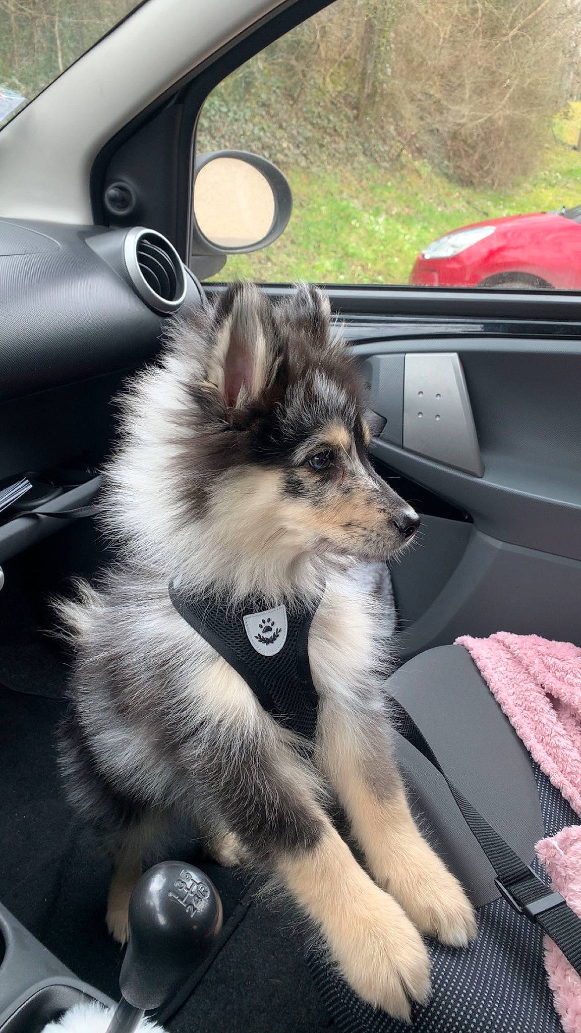Talia participe au concours pour gagner de l'argent avec cette photo : auto_part, automotive_design, automotive_exterior, automotive_lighting, automotive_mirror, car, car_seat, carnivore, companion_dog, dog, dog_breed, dog_supply, hood, mirror, motor_vehicle, personal_luxury_car, snout, vehicle, vehicle_door, windscreen_wiper
