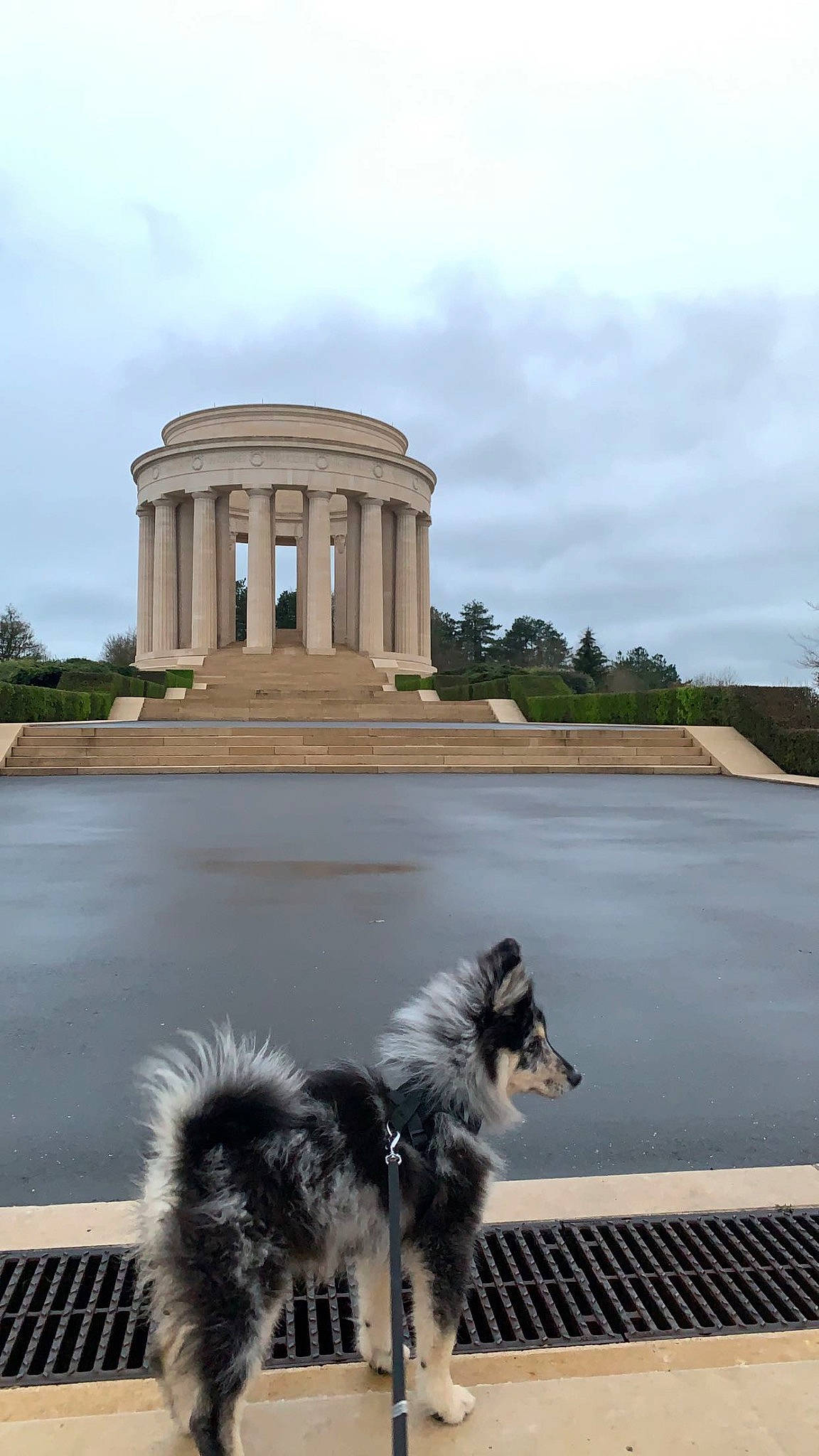 Talia a rejoint le concours — aidez-le/la à gagner de superbes lots ! asphalt, cloud, companion_dog, dog, dog_breed, fur, grass, lake, landscape, leisure, plant, reflection, reservoir, road, road_surface, roof, sky, tail, tree, water