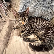 Ralphie joined the competition — help win amazing prizes! bed, blanket, cat, close_up, cozy, curious, cushion, domestic_cat, ears, feline, fur_pattern, indoor, paw, pet, resting, sleepy, striped_fur, tabby, tail, whiskers