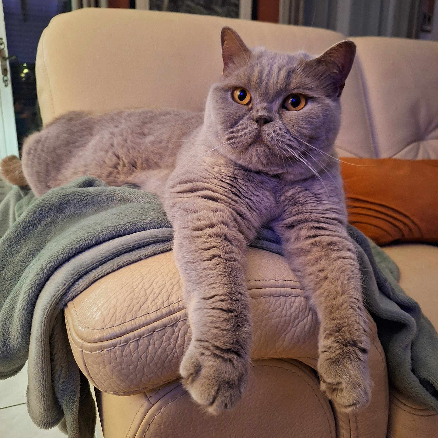 Rommy participe au concours pour gagner de l'argent avec cette photo : amber_eyes, animal, blanket, british_shorthair, cat, couch, cozy, ears, feline, furniture, furry, gray_cat, home, indoor, leather, living_room, pet, relaxed, stretching, whiskers