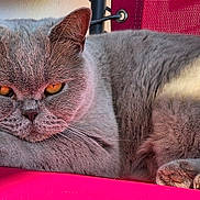 Rommy participe au concours pour gagner de l'argent avec cette photo : cat, gray_cat, amber_eyes, feline, pet, animal, relaxed, resting, chair, red_chair, fur, whiskers, close_up, domestic_cat, cute, portrait, indoor, cozy, paw, expression