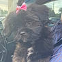 puppy, dog, bow, black_fur, pet, car_interior, window, person, lap, cute, fluffy, small_dog, animal, indoors, seat, portrait, fur, looking, soft_light, adorable