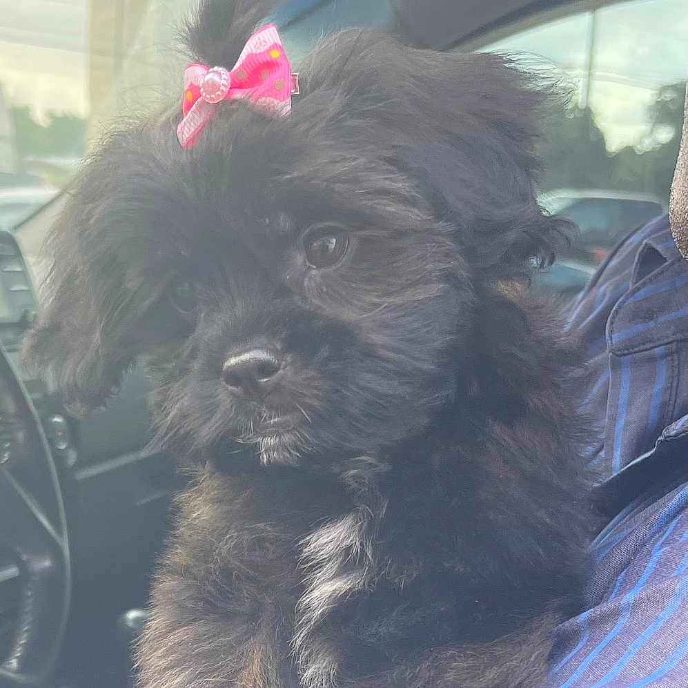 Bella Jade joined the competition — help win amazing prizes! adorable, animal, black_fur, bow, car_interior, cute, dog, fluffy, fur, indoors, lap, looking, person, pet, portrait, puppy, seat, small_dog, soft_light, window