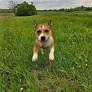 Ura a rejoint le concours — aidez-le/la à gagner de superbes lots ! dog, pet, running, jumping, happy, open_mouth, outdoor, meadow, grass, wildflowers, dandelions, countryside, field, landscape, cloudy_sky, tree, greenery, motion, playful, animal