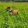 Ura a rejoint le concours — aidez-le/la à gagner de superbes lots ! dog, canine, brown_and_white, short_hair, standing, panting, open_mouth, collar, outdoor, meadow, grass, wildflowers, countryside, village, houses, rolling_hills, landscape, summer, nature, rural