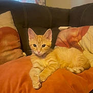 Pumpkin joined the competition — help win amazing prizes! kitten, cat, orange_tabby, couch, pillow, indoor, pet, feline, relaxed, fur, whiskers, ears, cute, domestic_animal, resting, animal, home, soft, comfort, young