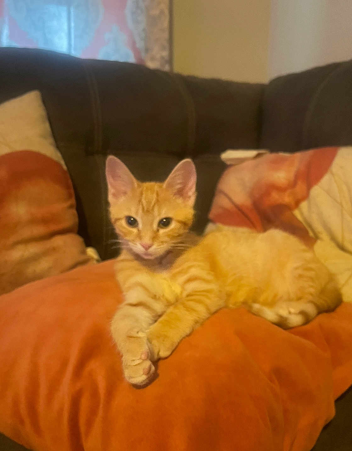 Pumpkin joined the competition — help win amazing prizes! kitten, cat, orange_tabby, couch, pillow, indoor, pet, feline, relaxed, fur, whiskers, ears, cute, domestic_animal, resting, animal, home, soft, comfort, young