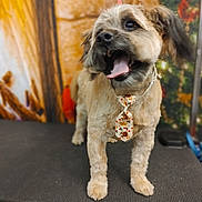 Rc. joined the competition — help win amazing prizes! dog, pet, grooming_table, tie, brown_fur, small_dog, indoor, cute, animal, tongue_out, happy, decorations, holiday, fur, ears, mouth_open, paws, looking_away, blurred_background, domestic_animal