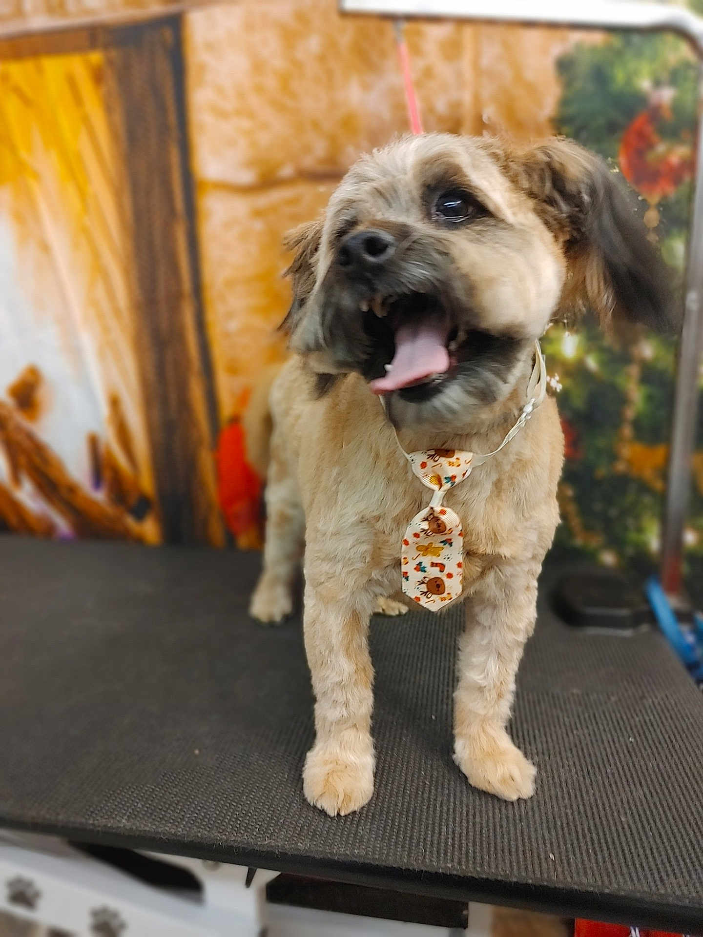 Rc. joined the competition — help win amazing prizes! dog, pet, grooming_table, tie, brown_fur, small_dog, indoor, cute, animal, tongue_out, happy, decorations, holiday, fur, ears, mouth_open, paws, looking_away, blurred_background, domestic_animal
