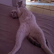 Snow joined the competition — help win amazing prizes! cat, white_cat, bed, stretching, indoor, tile_floor, dog, small_dog, pet_bowls, relaxed, furniture, home, floor, animal, domestic, fur, cute, sleepy, cozy, room