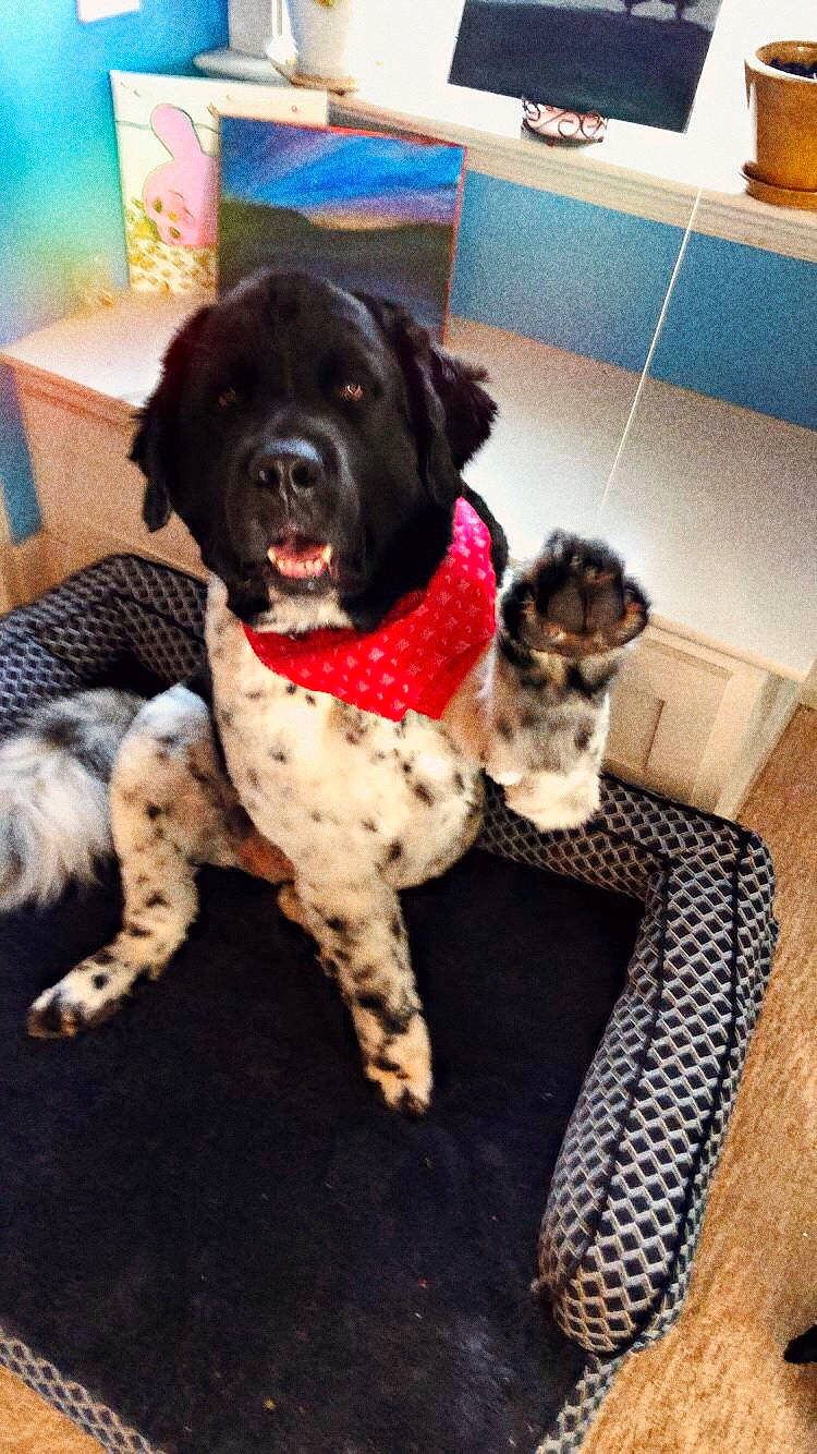 Comet joined the competition — help win amazing prizes! canidae, carnivore, companion_dog, dog, dog_breed, fur, large_munsterlander, mammal, puppy, rare_breed_dog, small_munsterlander, spaniel, sporting_group, stabyhoun, vertebrate, wetterhoun