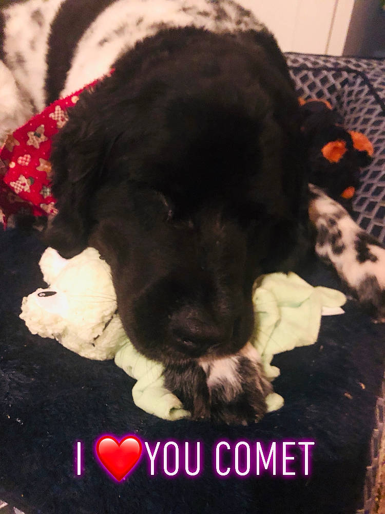 Comet is registered to the contest to win money with this photo: american_cocker_spaniel, canidae, carnivore, cavapoo, cockapoo, dog, dog_breed, fur, photo_caption, portuguese_water_dog, puppy, puppy_love, snout, sporting_group
