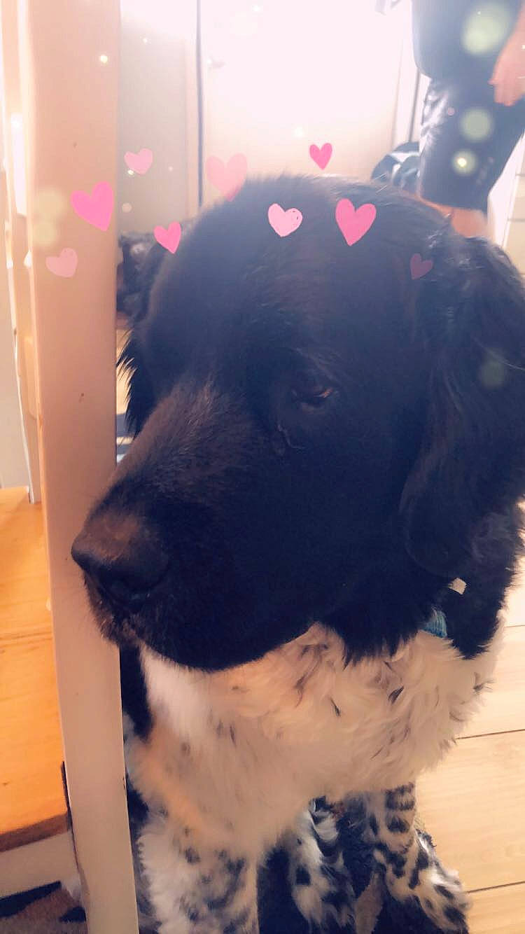 Comet is registered to the contest to win money with this photo: canidae, carnivore, dog, dog_breed, ear, fur, newfoundland, non_sporting_group, nose, puppy, snout, sporting_group