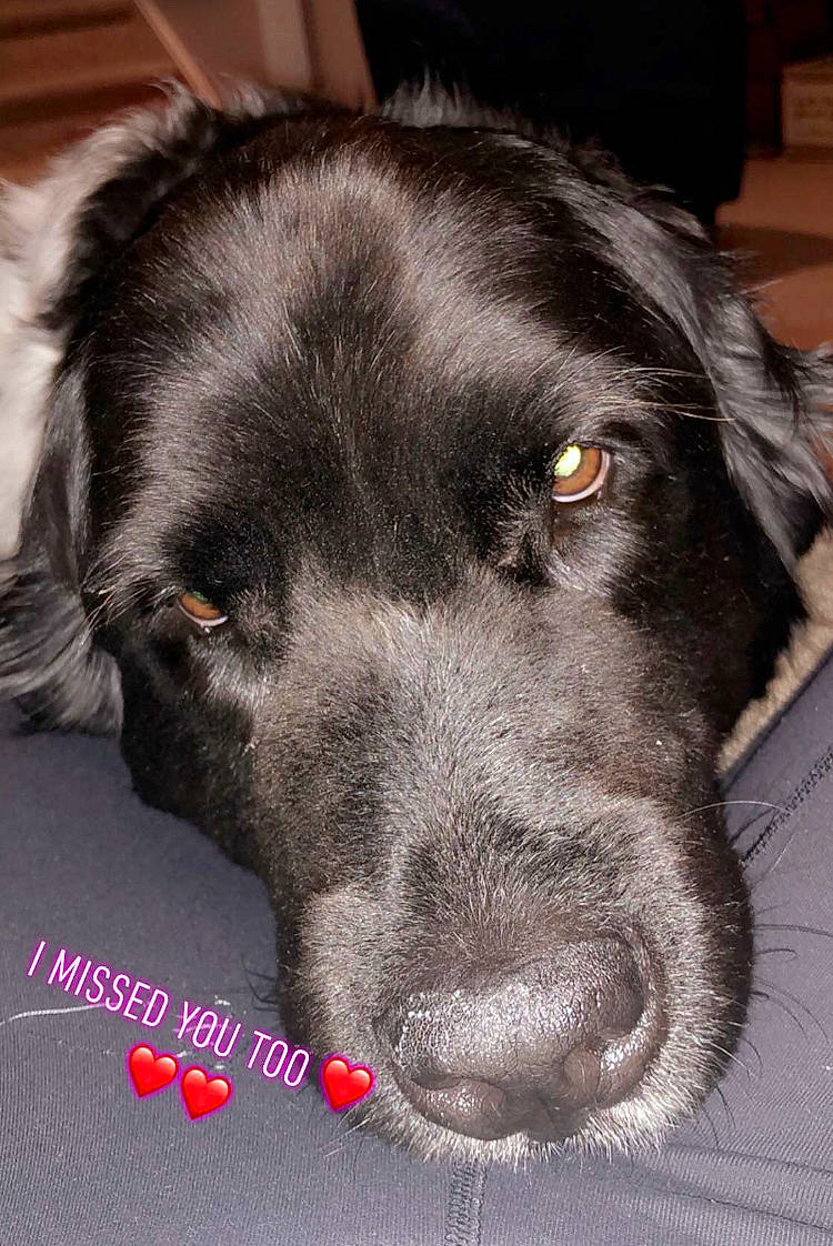 Comet joined the competition — help win amazing prizes! beagador, borador, canidae, carnivore, dog, dog_breed, flat_coated_retriever, fur, mammal, nose, rare_breed_dog, snout, spaniel, sporting_group, stabyhoun, vertebrate, whiskers