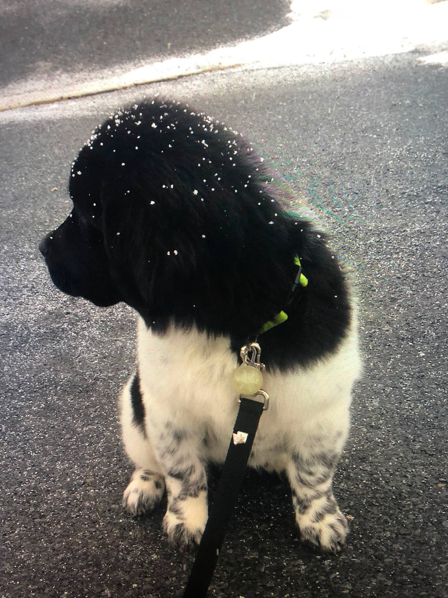 Comet is registered to the contest to win money with this photo: black, black_and_white, canidae, carnivore, cockapoo, dog, dog_breed, non_sporting_group, poodle, puppy, snout, spanish_water_dog, sporting_group, stabyhoun, tail, wetterhoun