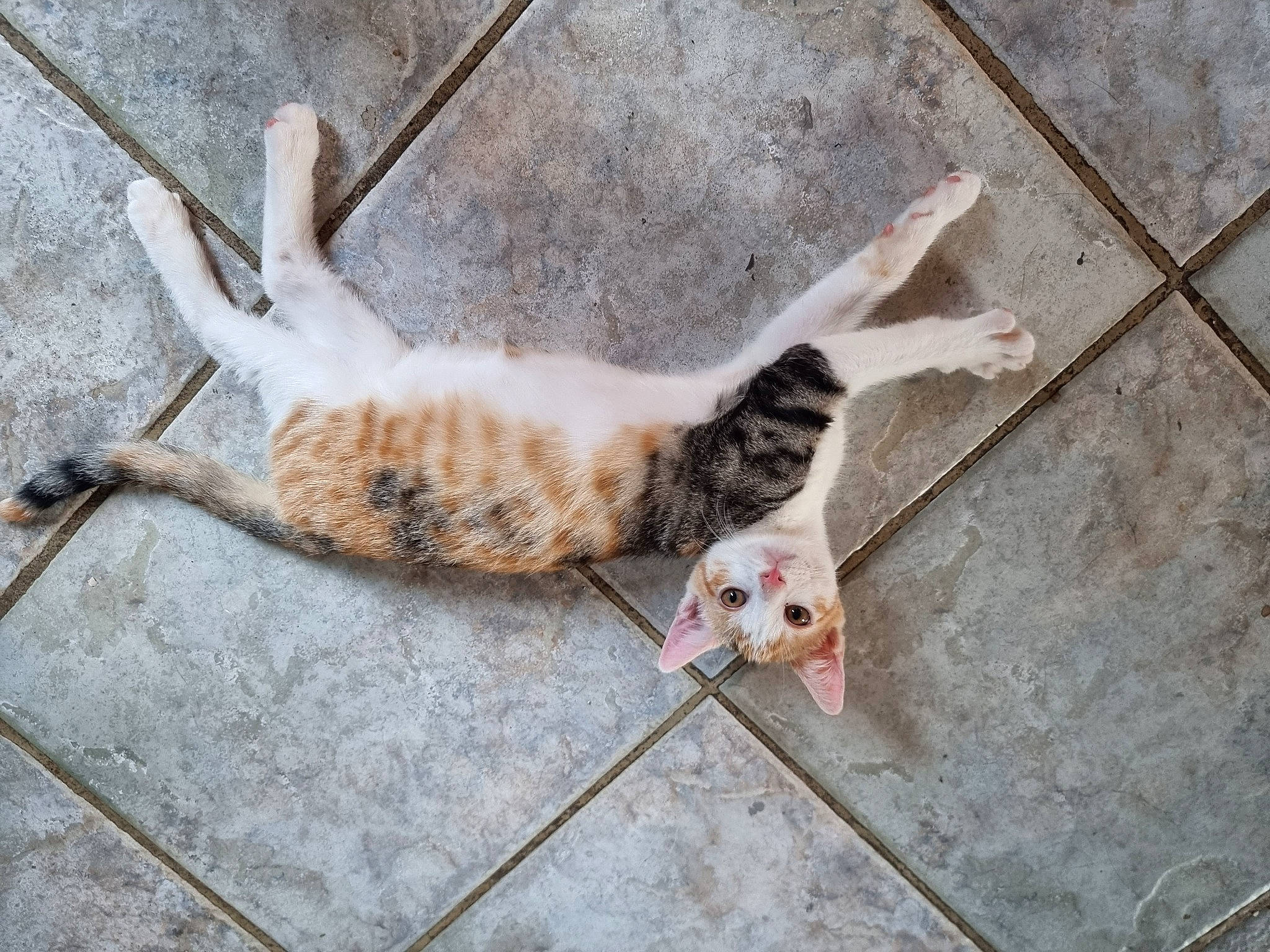 Nala a rejoint le concours — aidez-le/la à gagner de superbes lots ! canidae, carnivore, cat, claw, domestic_short_haired_cat, fawn, felidae, flooring, fur, leg, line, paw, road_surface, sidewalk, small_to_medium_sized_cats, snout, tail, terrestrial_animal, whiskers, wood