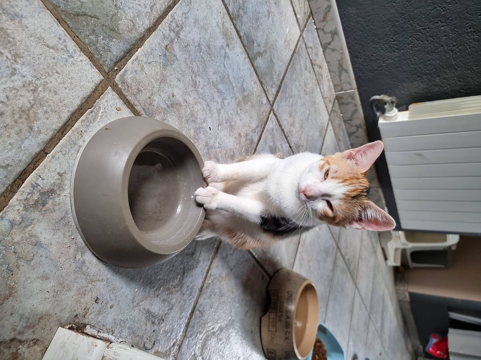 Nala participe au concours pour gagner de l'argent avec cette photo : carnivore, cat, cat_supply, domestic_short_haired_cat, door, felidae, fur, metal, musical_instrument, small_to_medium_sized_cats, tail, vehicle, whiskers, wood