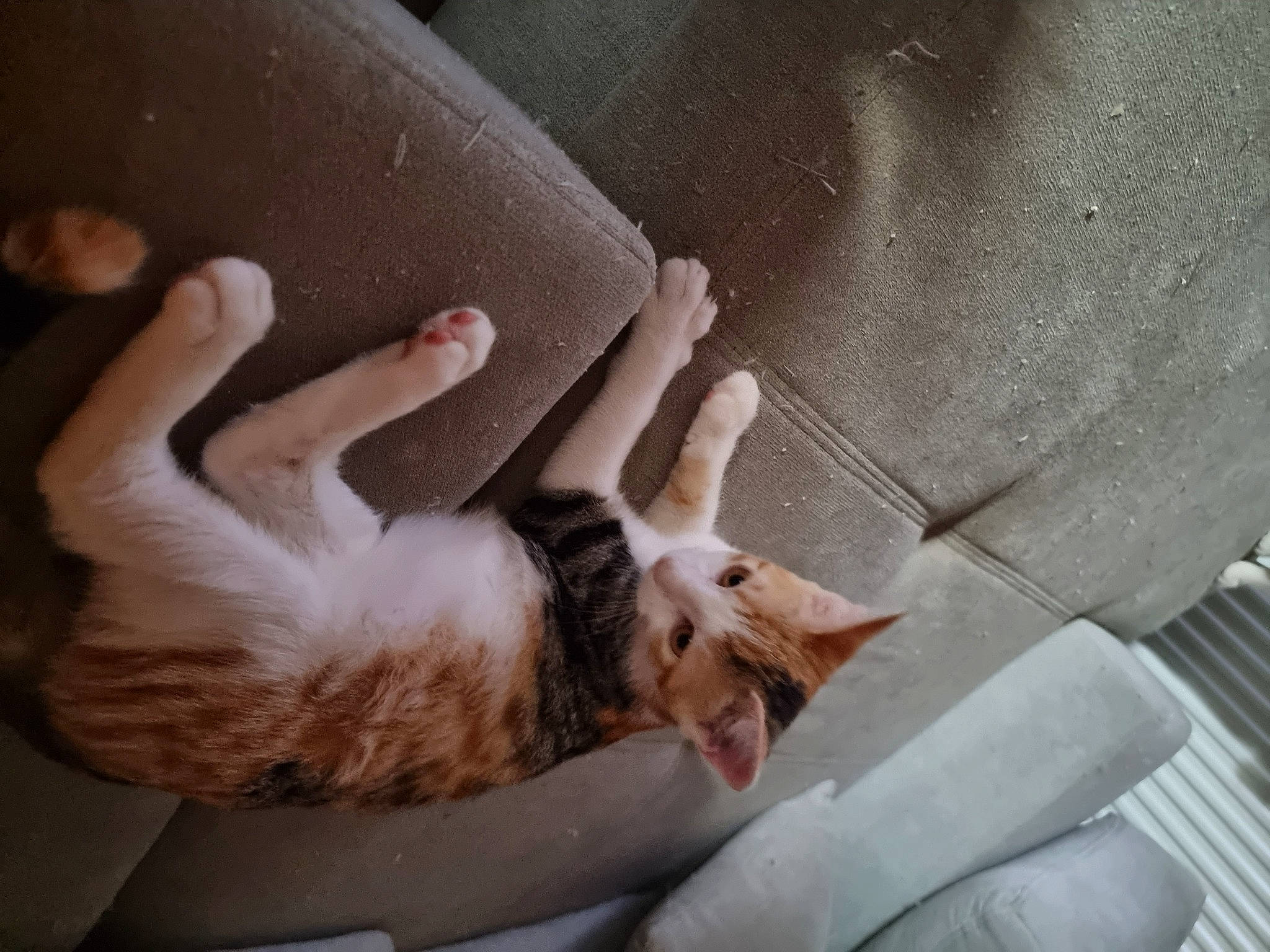 Nala participe au concours pour gagner de l'argent avec cette photo : carnivore, cat, claw, comfort, domestic_short_haired_cat, fawn, felidae, finger, flesh, foot, fur, gesture, human_leg, linens, nail, paw, small_to_medium_sized_cats, tail, whiskers, wrist