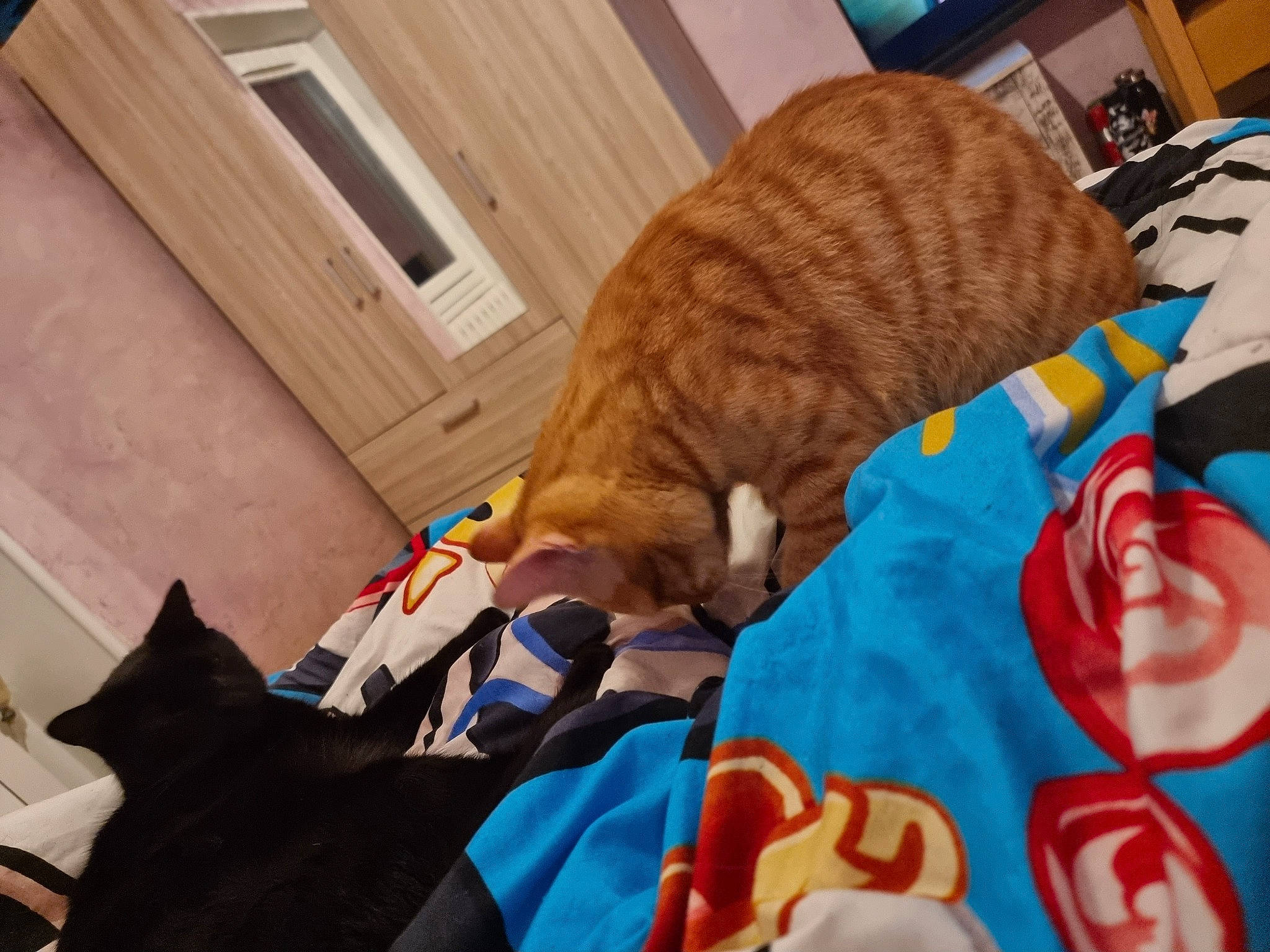 Garfiel a rejoint le concours — aidez-le/la à gagner de superbes lots ! bed, brown, canidae, carnivore, cat, comfort, couch, domestic_short_haired_cat, fawn, felidae, flooring, fur, hardwood, linens, room, small_to_medium_sized_cats, tail, vertebrate, whiskers, wood