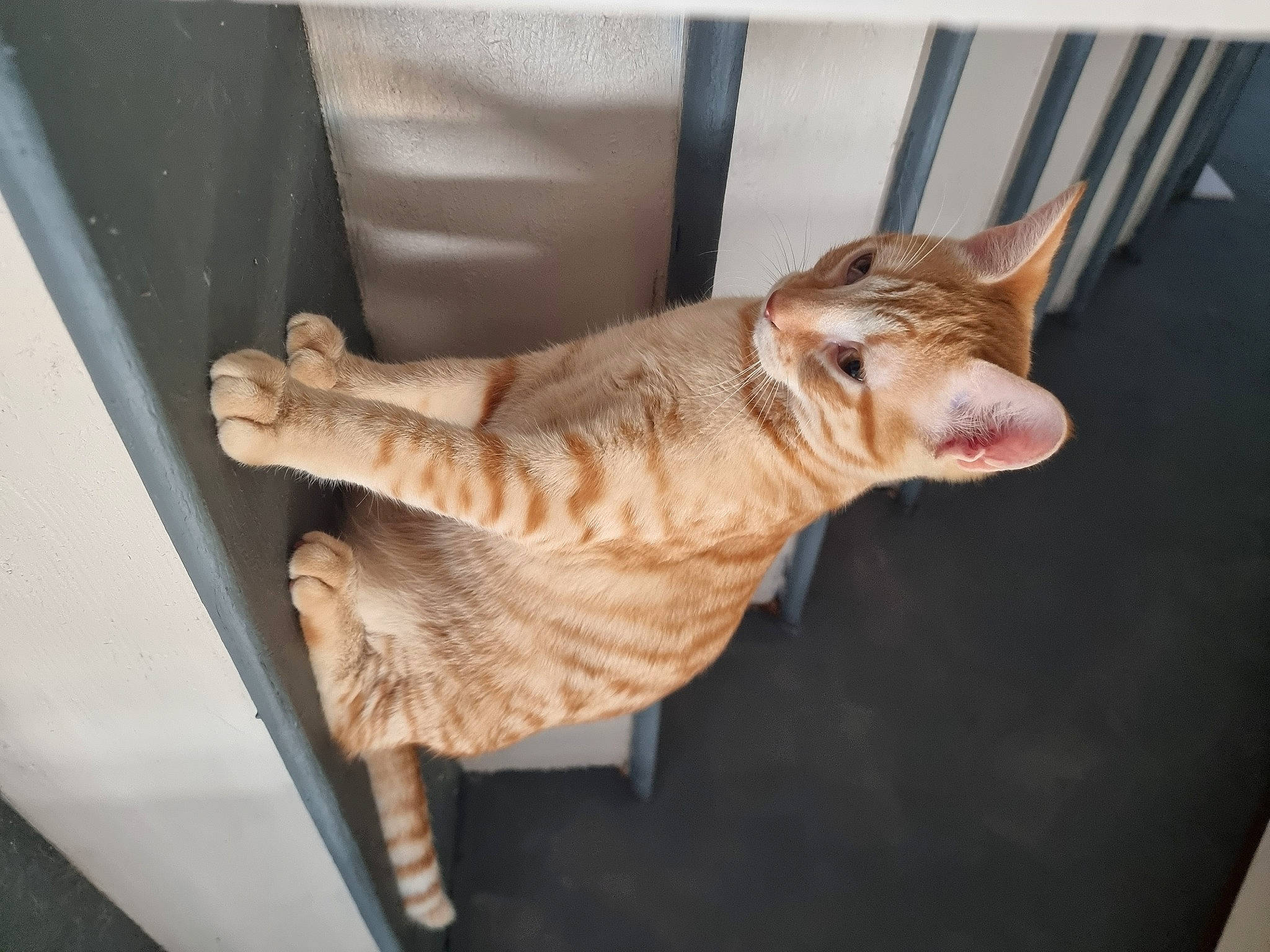 Garfiel a rejoint le concours — aidez-le/la à gagner de superbes lots ! canidae, carnivore, cat, claw, comfort, dog_breed, domestic_short_haired_cat, fawn, felidae, foot, fur, paw, small_to_medium_sized_cats, sporting_group, tail, terrestrial_animal, toy, whiskers, window, wood