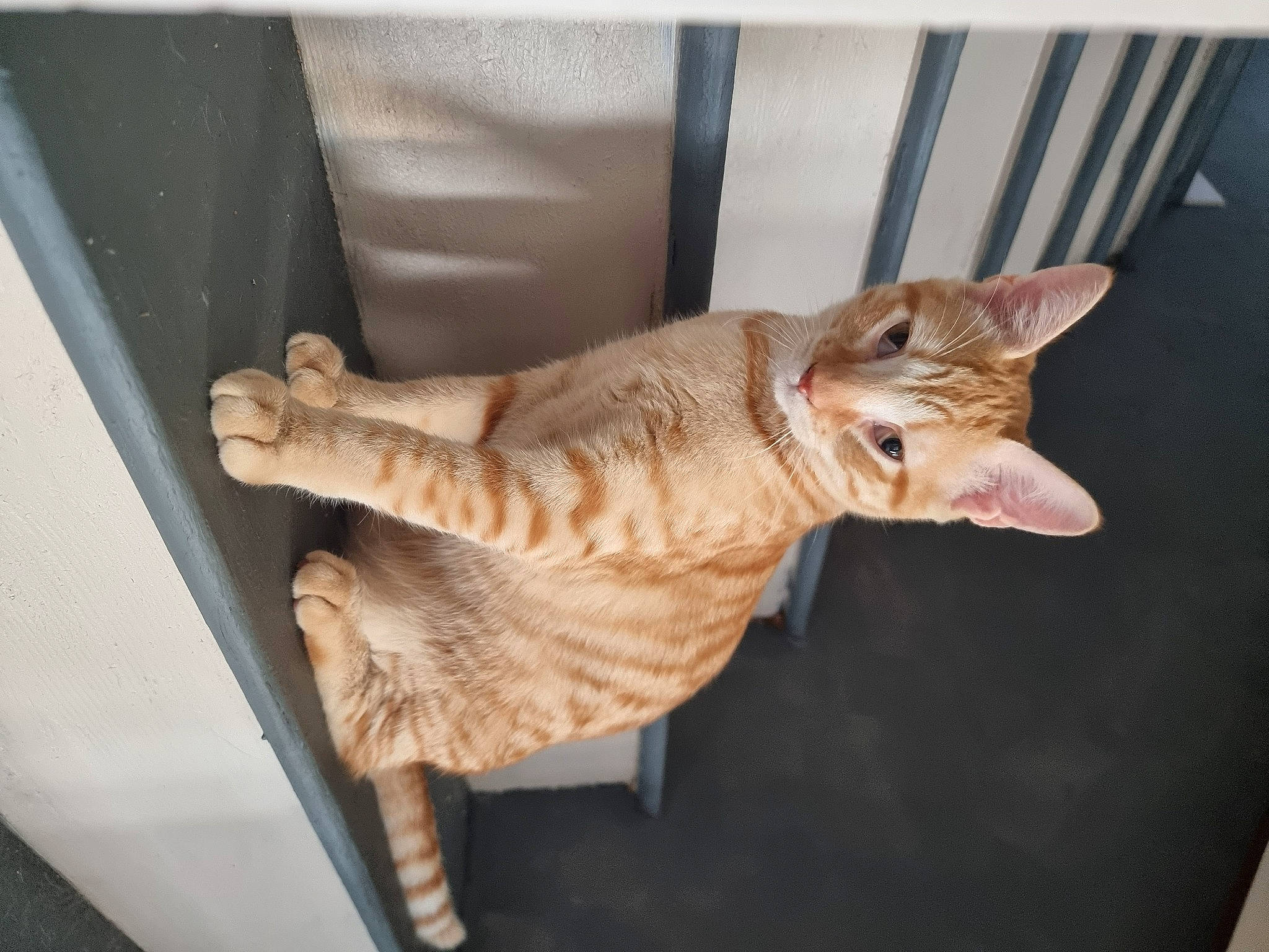 Garfiel participe au concours pour gagner de l'argent avec cette photo : canidae, carnivore, cat, claw, domestic_short_haired_cat, fawn, felidae, fur, paw, small_to_medium_sized_cats, tail, terrestrial_animal, toy, whiskers, wood