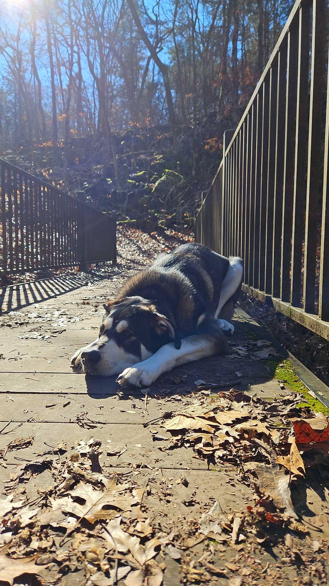 Draco joined the competition — help win amazing prizes! dog_breed, fawn, felidae, fence, grass, home_fencing, landscape, mammal, recreation, road_surface, shadow, sidewalk, soil, tail, terrestrial_animal, tints_and_shades, tree, trunk, vertebrate, wood