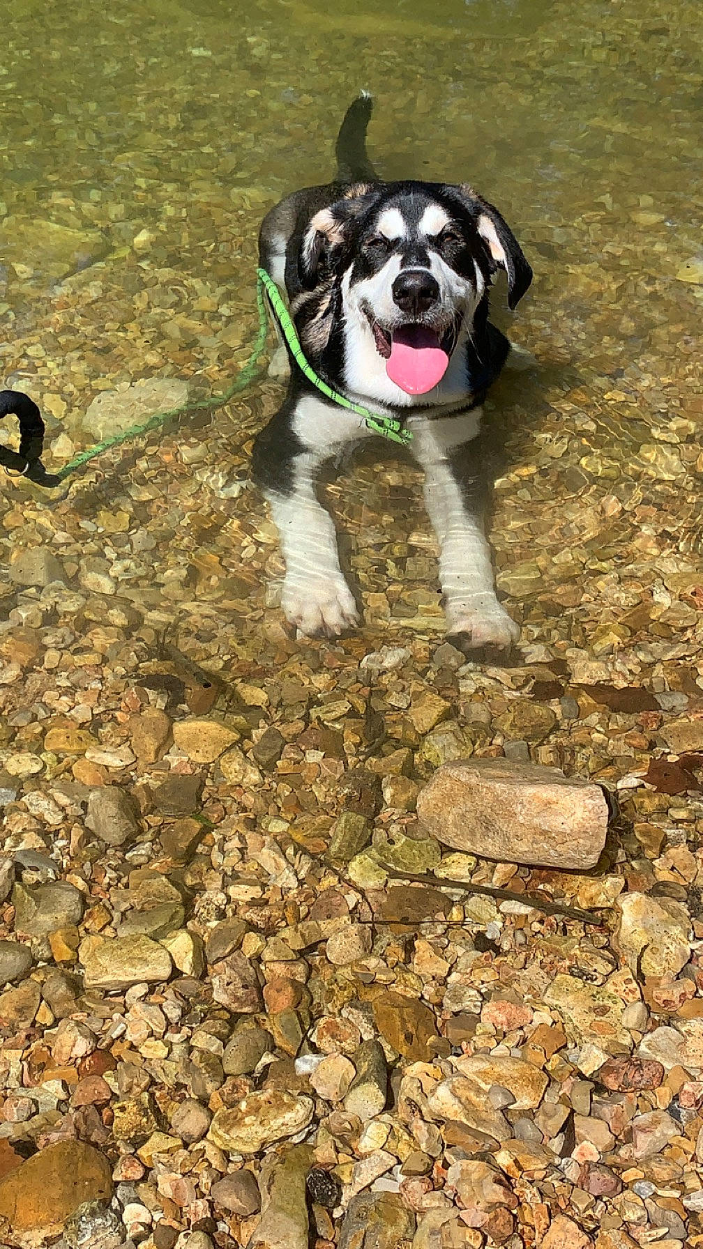 Draco joined the competition — help win amazing prizes! canidae, carnivore, collar, companion_dog, dog, dog_breed, dog_collar, dog_supply, fawn, grass, leash, pet_supply, plant, snout, soil, sporting_group, tail, toy_dog, tree, working_animal