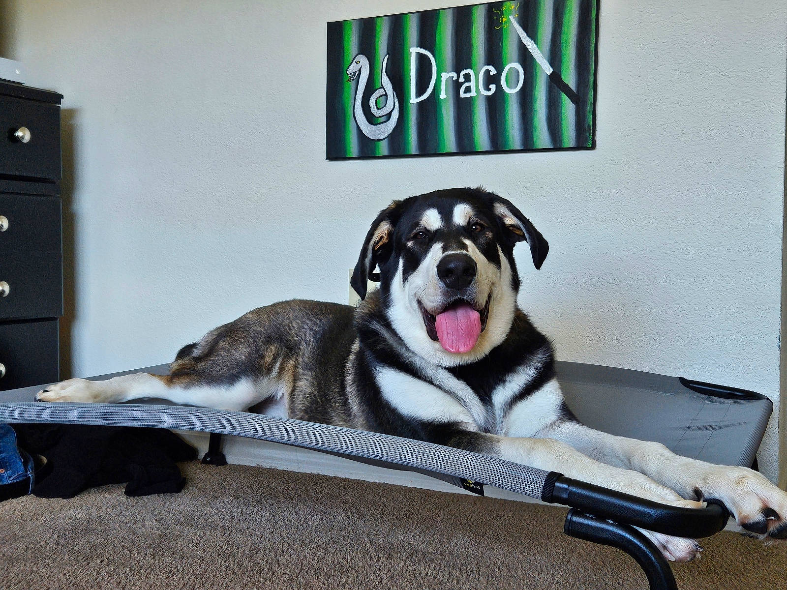 Draco is registered to the contest to win money with this photo: cabinetry, canidae, carnivore, chest, chest_of_drawers, comfort, companion_dog, dog, dog_breed, dog_supply, drawer, fawn, filing_cabinet, fur, paw, pet_supply, room, sporting_group, working_animal, working_dog