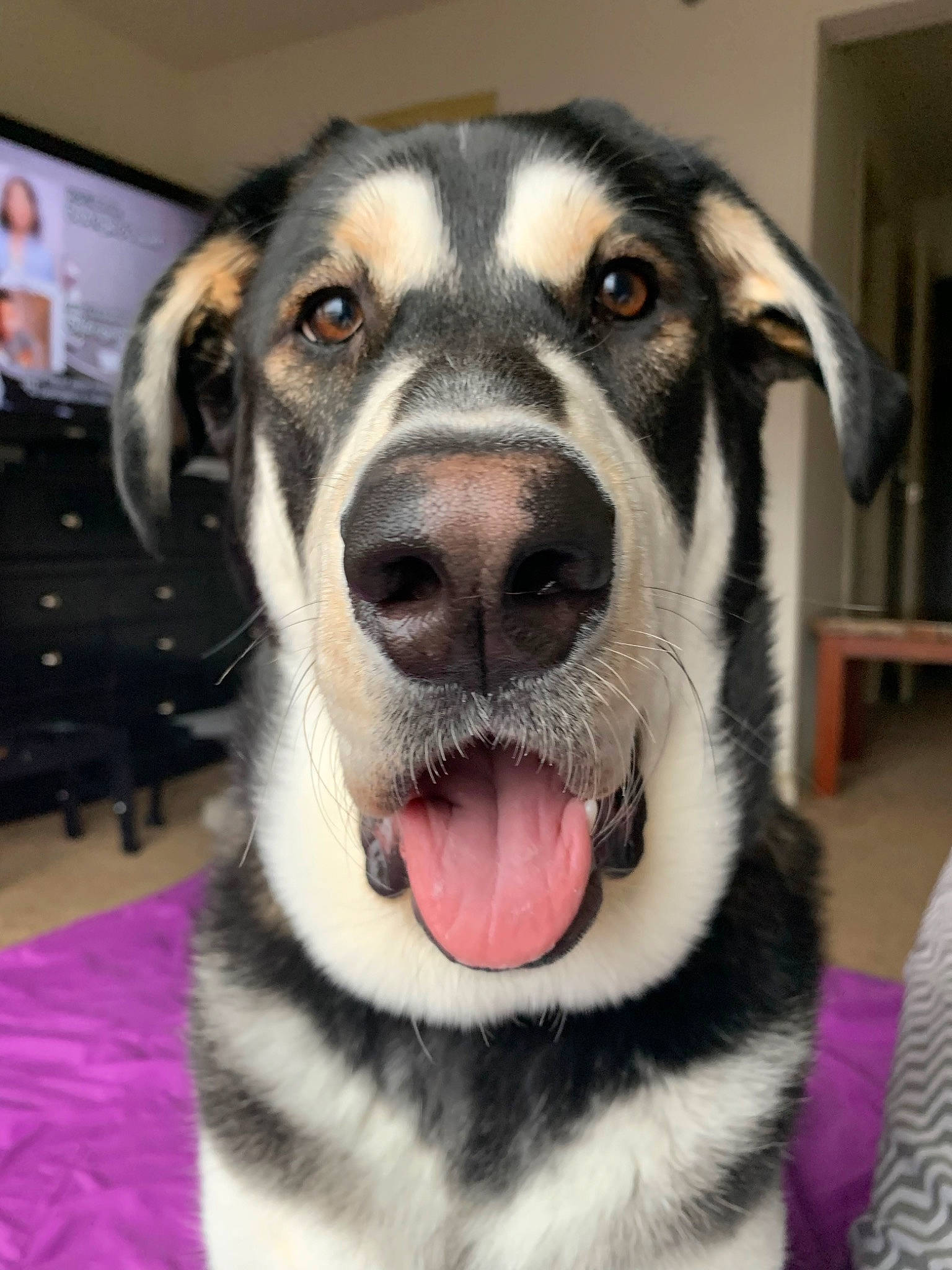 Draco joined the competition — help win amazing prizes! carnivore, circle, collar, companion_dog, dog, dog_breed, fur, metal, pet_supply, snout, sporting_group, whiskers, working_animal, working_dog