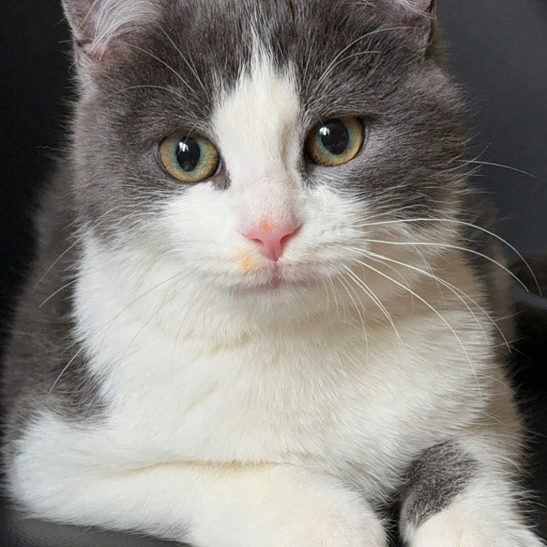 Xena participe au concours pour gagner de l'argent avec cette photo : abyssinian, accessories, angora, animal, armchair, blanket, cat, chair, furniture, kitten, manx, pet, siamese, strap