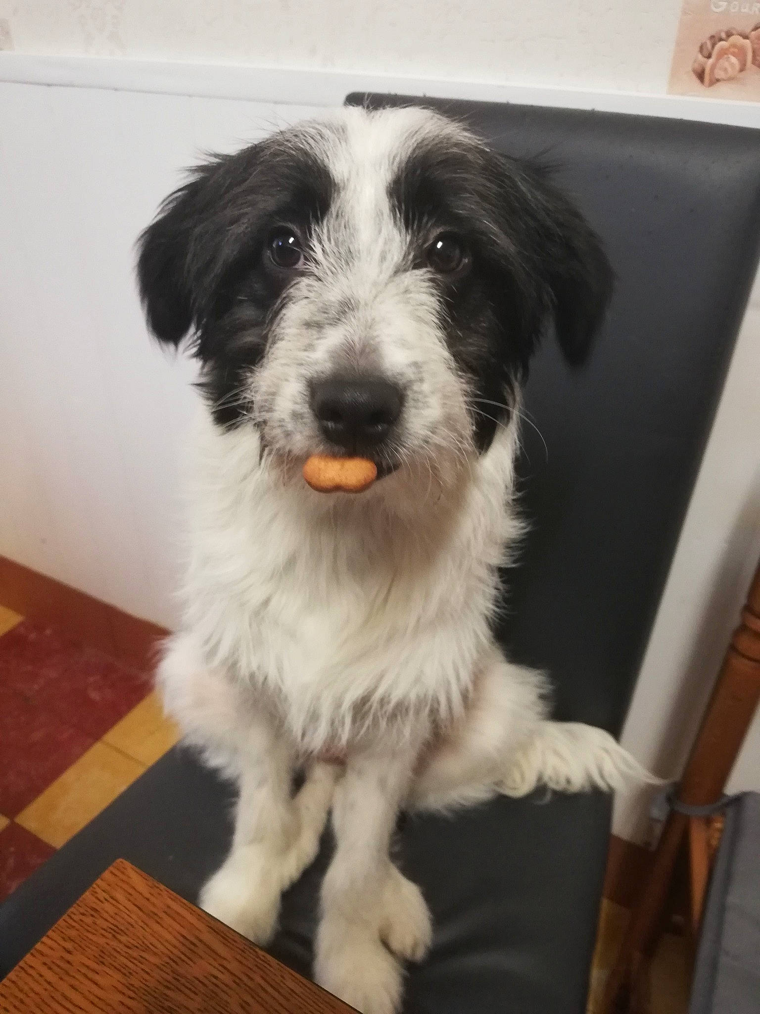 Prunelle a rejoint le concours — aidez-le/la à gagner de superbes lots ! border_collie, canidae, carnivore, companion_dog, dog, dog_breed, mammal, puppy, rare_breed_dog, schnoodle, sporting_group, sporting_lucas_terrier, terrier, tibetan_terrier, vertebrate