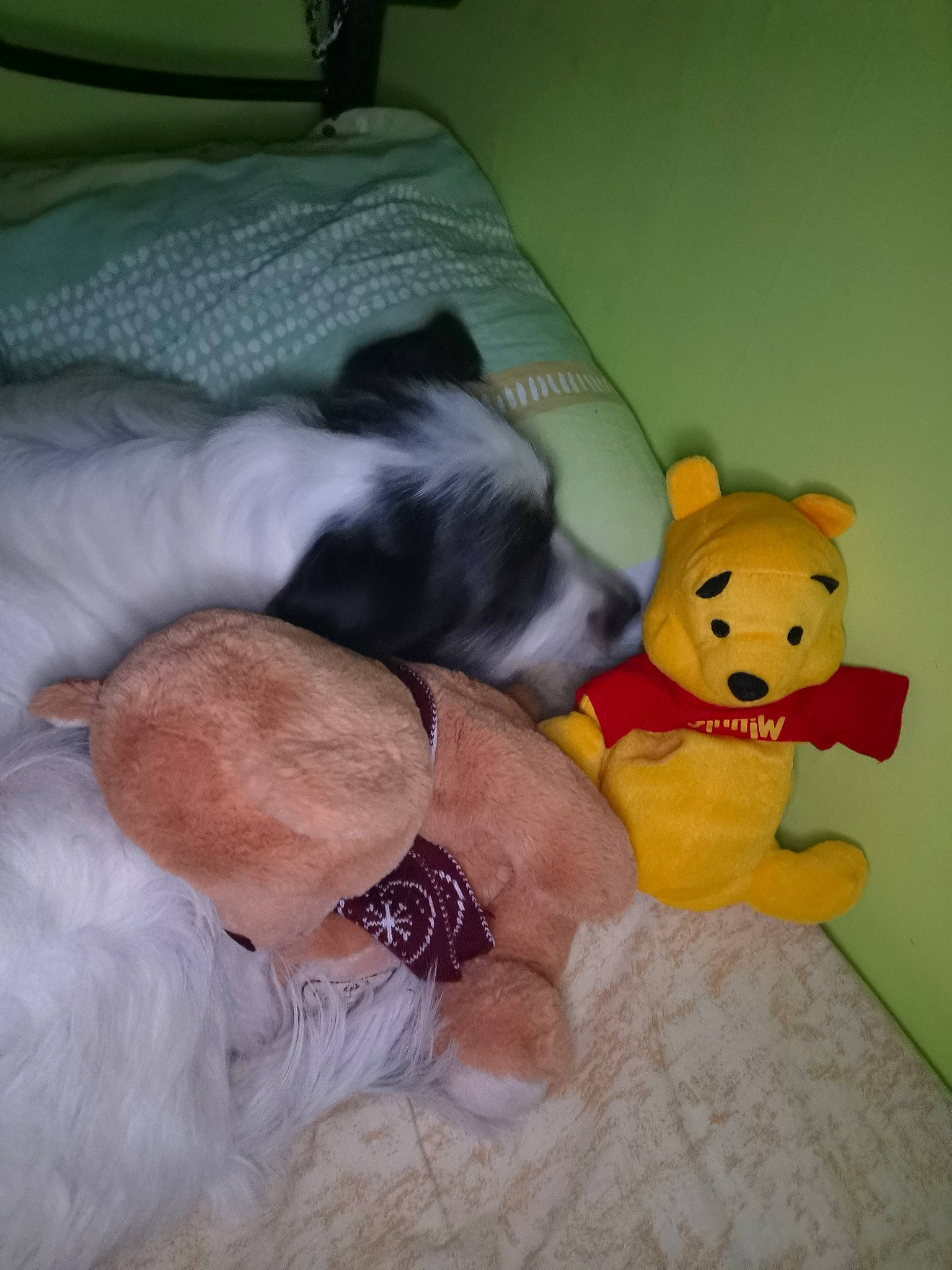 Prunelle a rejoint le concours — aidez-le/la à gagner de superbes lots ! baby_toys, bed, canidae, carnivore, comfort, companion_dog, dog, dog_breed, fawn, linens, non_sporting_group, pet_supply, plush, snout, stuffed_toy, teddy_bear, toy, toy_dog, vertebrate, working_animal