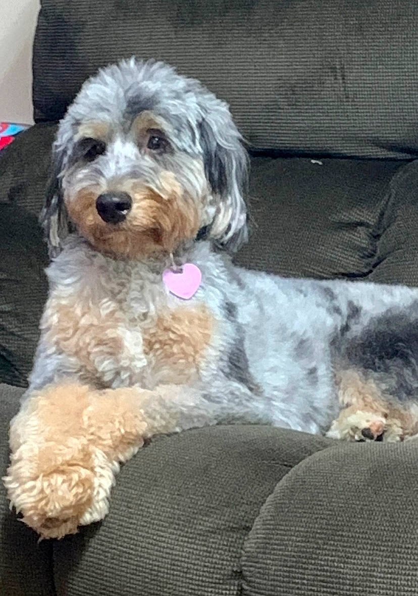 Lunah is registered to the contest to win money with this photo: animal, calm, companion, couch, cute, dog, domestic, fluffy, fur, furry, heart_tag, home, indoor, looking_away, mammal, pet, portrait, relaxed, resting, seated