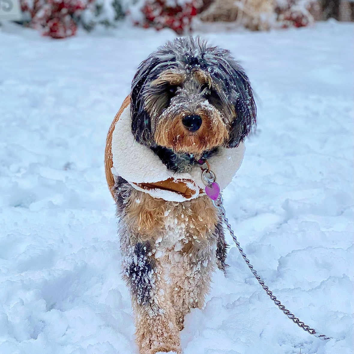 Lunah is registered to the contest to win money with this photo: adventure, animal, brick_wall, bushes, canine, coat, cold, cute, dog, fluffy, furry, garden, leash, nature, outdoor, pet, snow, snowflakes, walking, winter