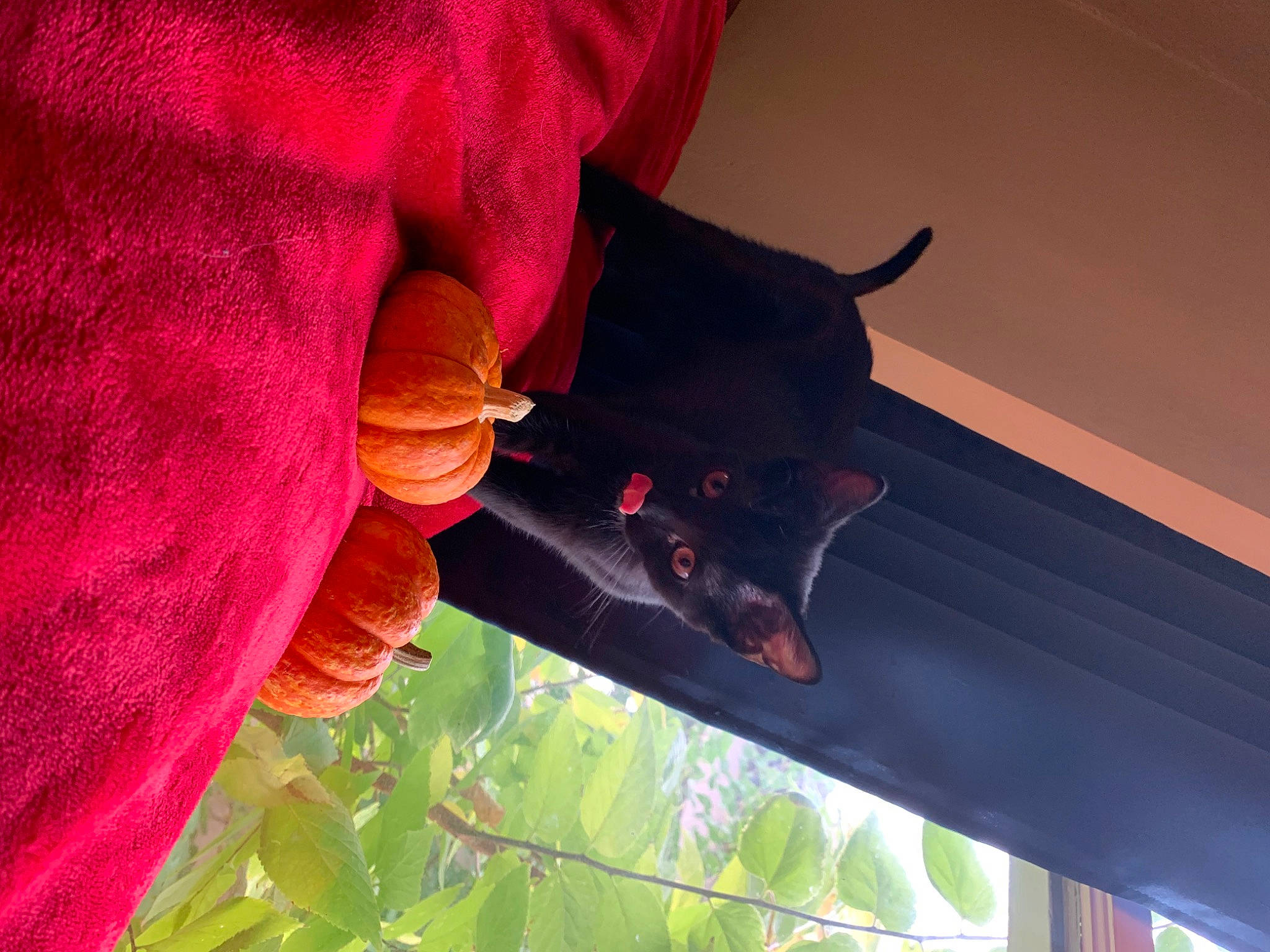 Binky joined the competition — help win amazing prizes! canidae, carmine, carnivore, companion_dog, dog, dog_breed, fawn, guard_dog, magenta, organism, petal, pink, plant, red, sporting_group, tail, textile, tints_and_shades, tree, window