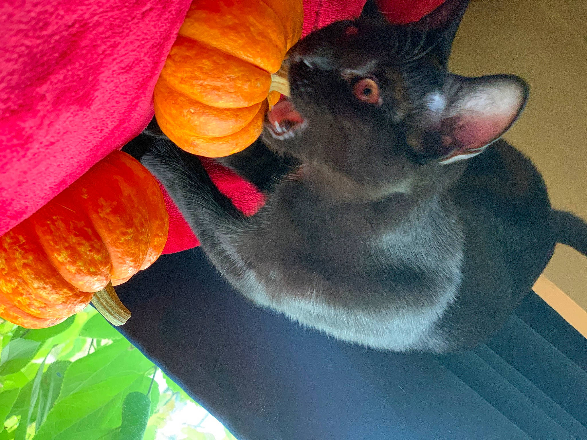 Binky is registered to the contest to win money with this photo: black_cat, canidae, carmine, carnivore, comfort, companion_dog, dog, dog_breed, fawn, felidae, fur, paw, petal, plant, small_to_medium_sized_cats, snout, sporting_group, tail, vegetable, whiskers