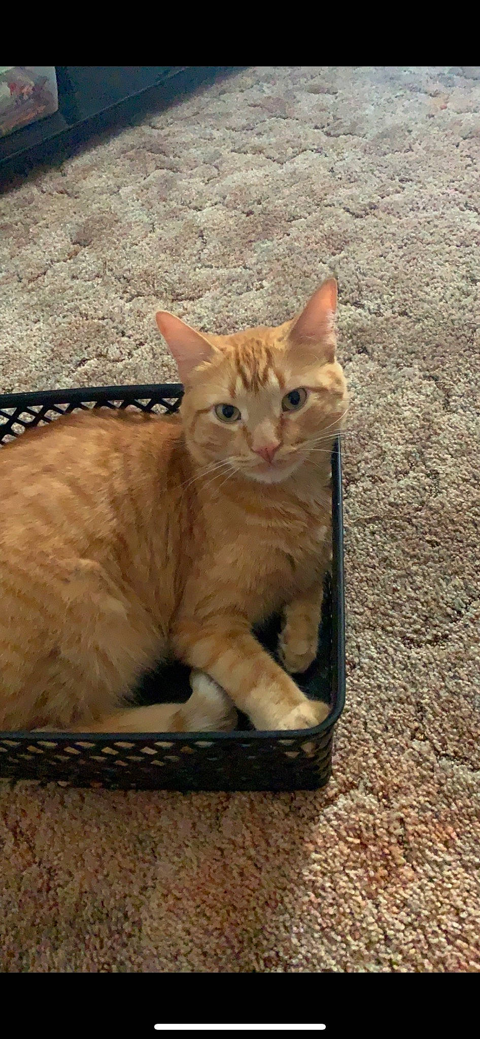 Sunny joined the competition — help win amazing prizes! carnivore, cat, claw, domestic_short_haired_cat, fawn, felidae, fur, gesture, paw, pet_supply, sitting, small_to_medium_sized_cats, snout, tail, terrestrial_animal, whiskers, wildlife