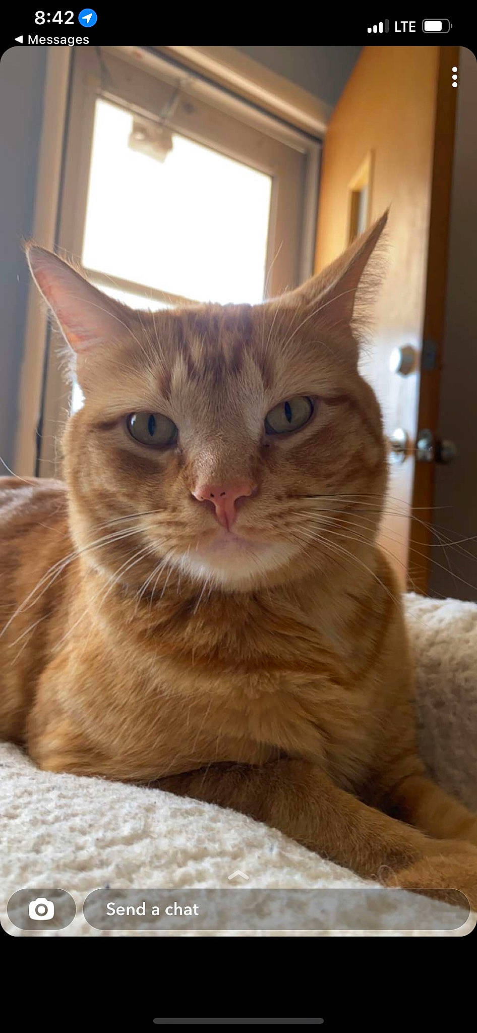 Sunny is registered to the contest to win money with this photo: carnivore, cat, cat_supply, domestic_short_haired_cat, door, fawn, felidae, fur, pet_supply, small_to_medium_sized_cats, snout, tree, whiskers, window